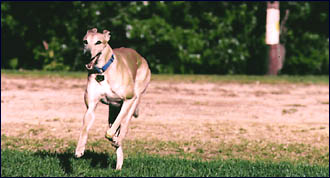 Gromit