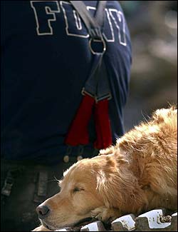 Four-legged rescuers