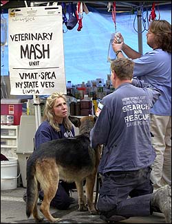 Four-legged rescuers