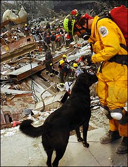 Four-legged rescuers