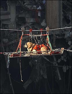Four-legged rescuers