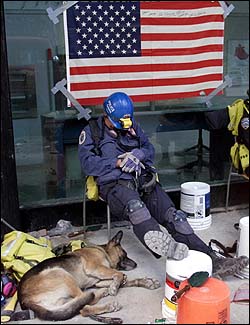 Four-legged rescuers