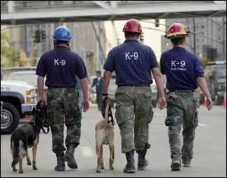 Four-legged rescuers