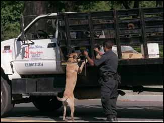 Four-legged rescuers