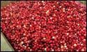 cranberries