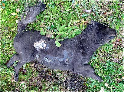 死动物的照片越多越好